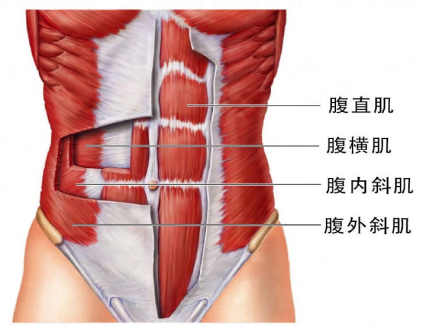 【产后恢复】跟腹直肌分离有关的肌肉有哪些呢？