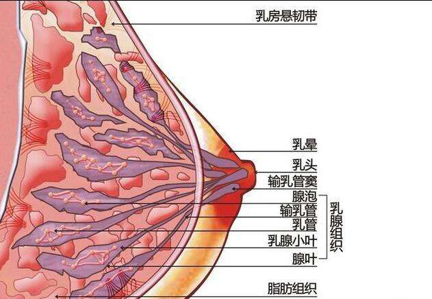 母乳检测仪告诉您为什么要进行乳腺疏通