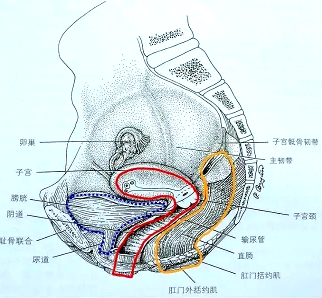 产后恢复项目中盆腔的“三腔系统”是怎么分界的？