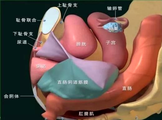 低得可怜的才6.6%女性获得过盆底肌修复仪器的帮助