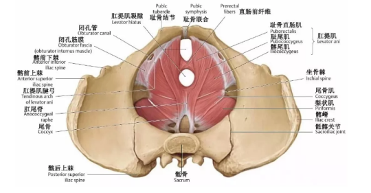 盆底肌康复治疗有用吗？专家表示，注重方法